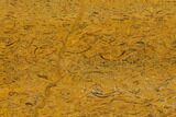 Polished Coquina Jasper Slab - India #130901-1